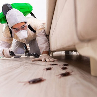 servicii DDD